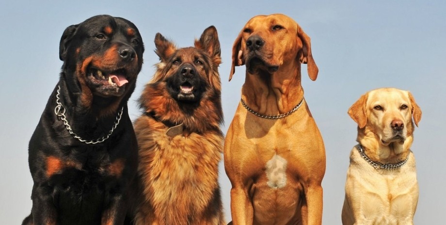 Собаки Собака, порода собак, експерт