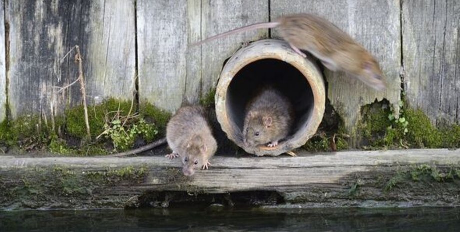 Щури на вулиці, щури, щури-мутанти, міські ради, сміттєві баки, робота з дому, сміття, несприйнятливі до отрут