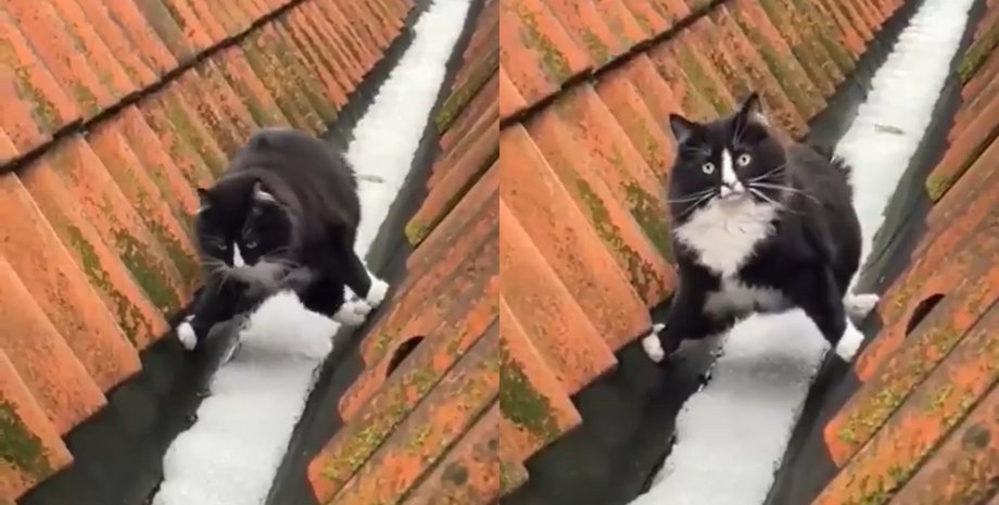котик дах група "Береже лапки": пухкий котик став інтернет-зіркою завдяки "акробатиці" на даху будинків