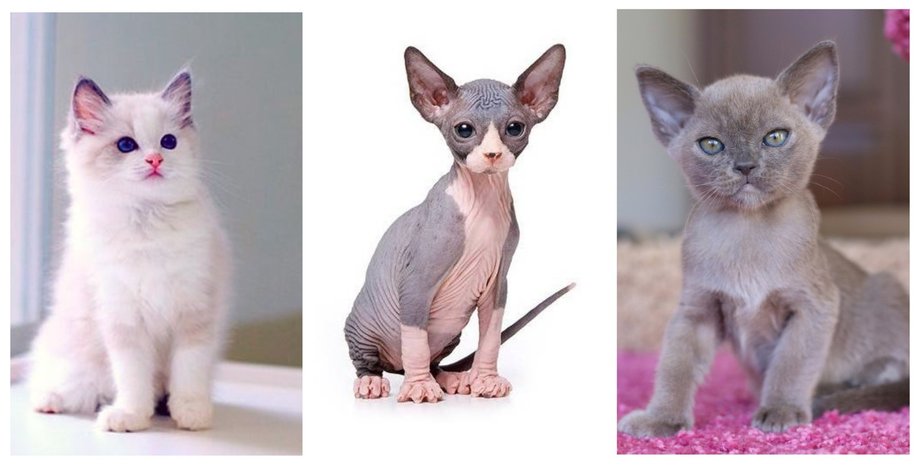 котята, породы кошек, коллаж
