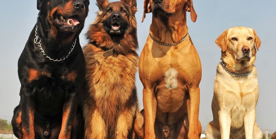 Дресирувальник визначив п’ять типів особистостей, яким не варто заводити собаку