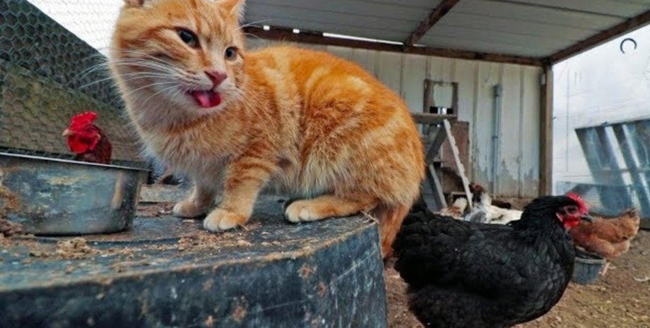 Кішка вважає себе куркою і копіює рухи домашніх птахів