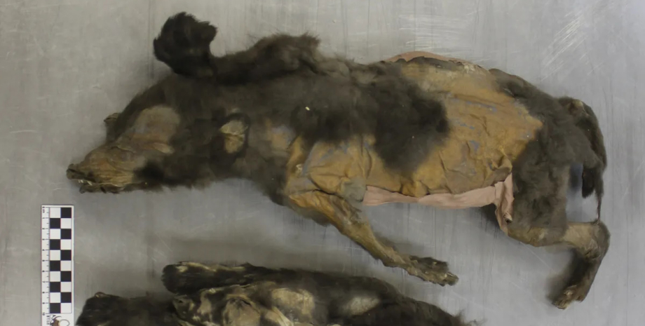 цуценята вічна мерзлота Цуценята з льодовикового періоду віком 14 000 років виявилися зовсім не тим, що всі думали: хто вони0