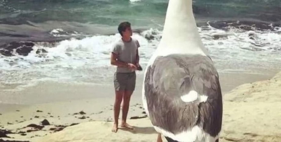 Гігантська чайка, пляж і медузи в Кирилівці