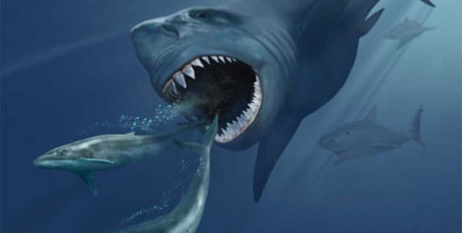 мегалодон, древние акулы, доисторические акулы