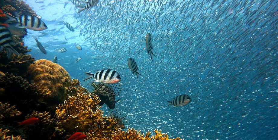 Фото пользователя joakant на Pixabay