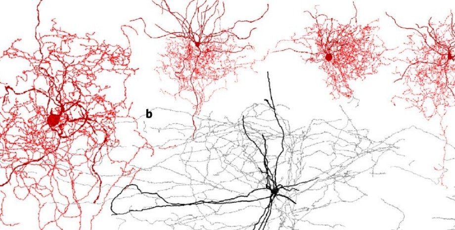Схема строения нейронов. Иллюстрация: E. Boldog et al./Nature Neuroscience