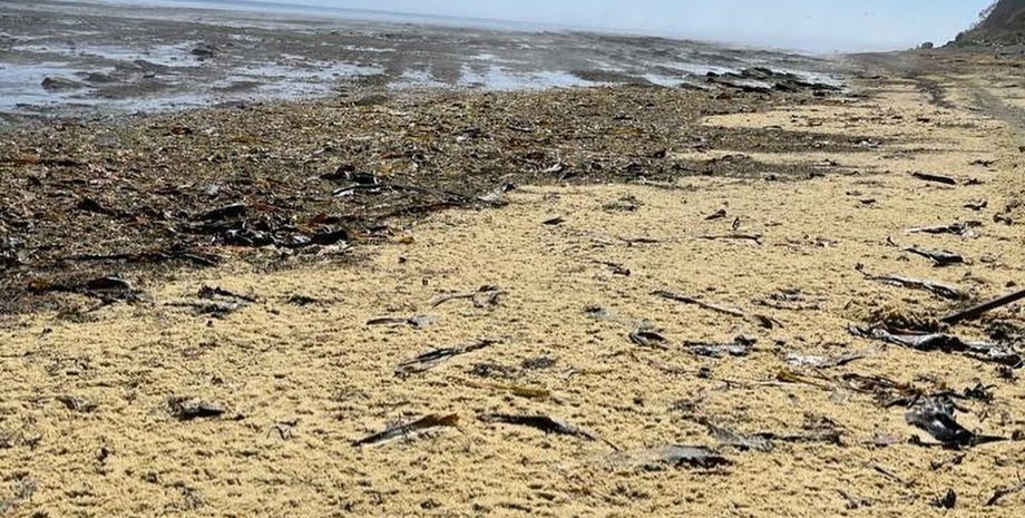 РФ, Сахалін, ікра, добриво