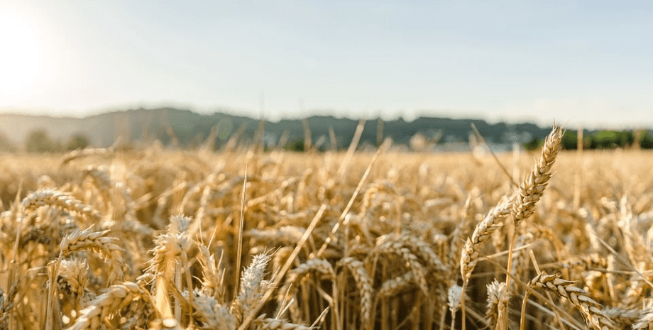 пшениця, поле, посіви
