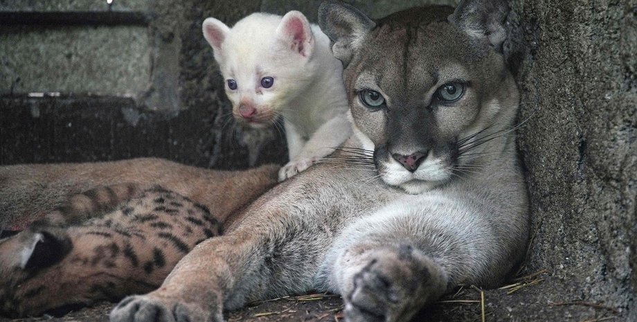 Пума-альбінос, Нікарагуа, пума, дитинча пуми, унікальна тварина