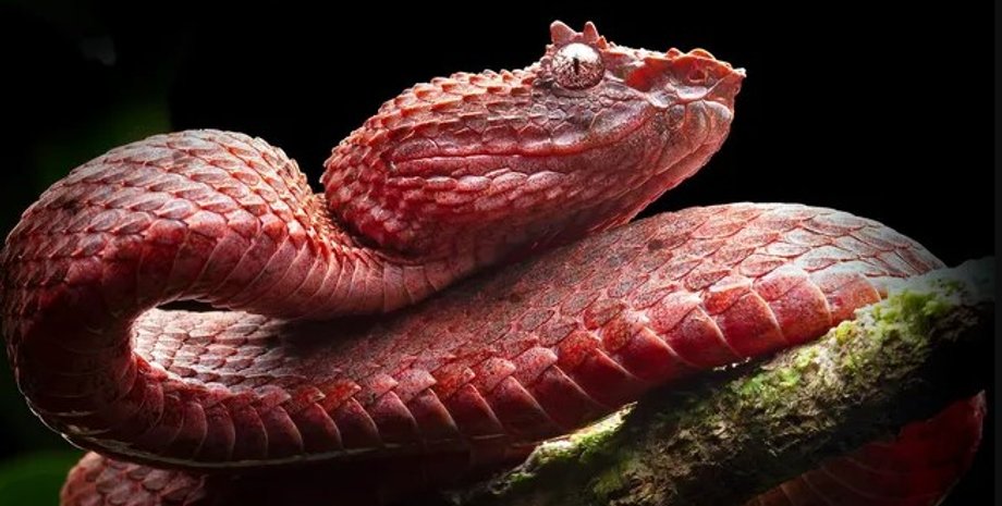 змеи, гадюка ресничка, эволюция змей