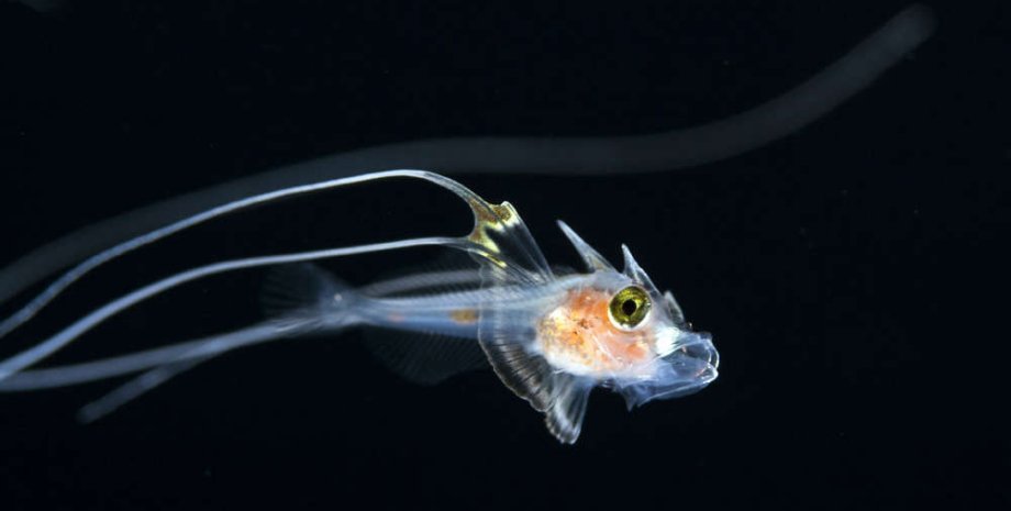 Малек рыбы семейства Triglidae. Фото: Jeff Milisen