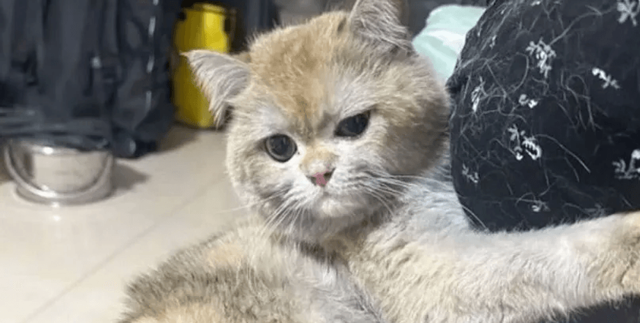 Кіт випадково підпалив будинок, кіт, житло, будинок, лофт, підпалив кухню, кіт працює, наступив на індукційну плиту, стрім, пряма трансляція, соцмережі, господиня житла