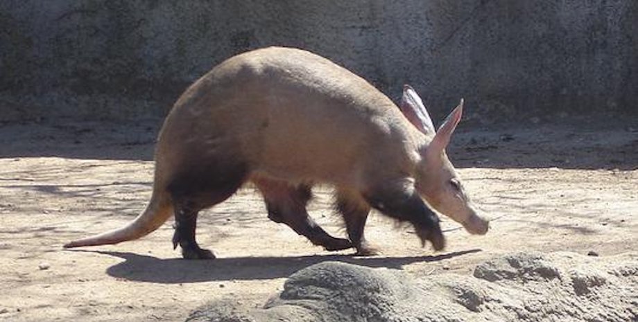 животное трубозуб