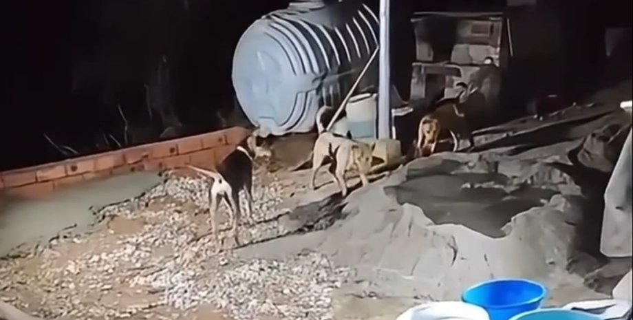 собаки будівництво Недоплачують за понаднормові: чотирилапі "будівельники" стали інтернею-сенсацією