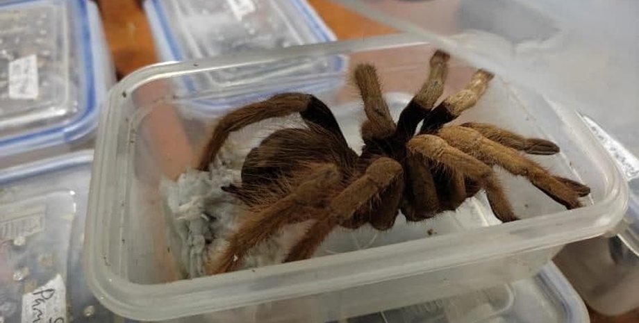 паук, колумбия