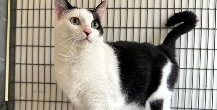 Кішка лишилась вдома сама на місяць і вижила, як їй це вдалось, неймовірна історія спасіння, курйози, цікаві історії