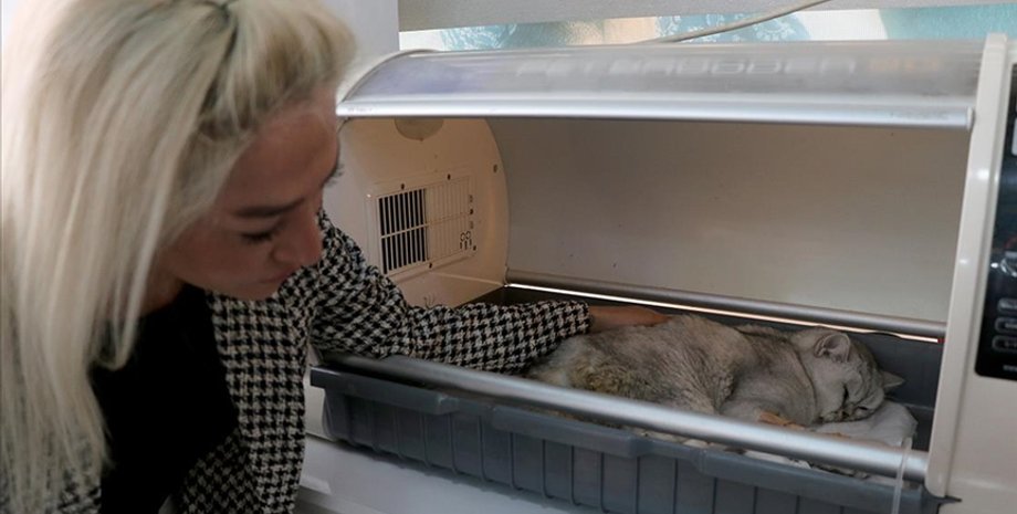 кот, землетрясение, спасение, турция, завал, животное, ветеринар, лечение. спасение кота