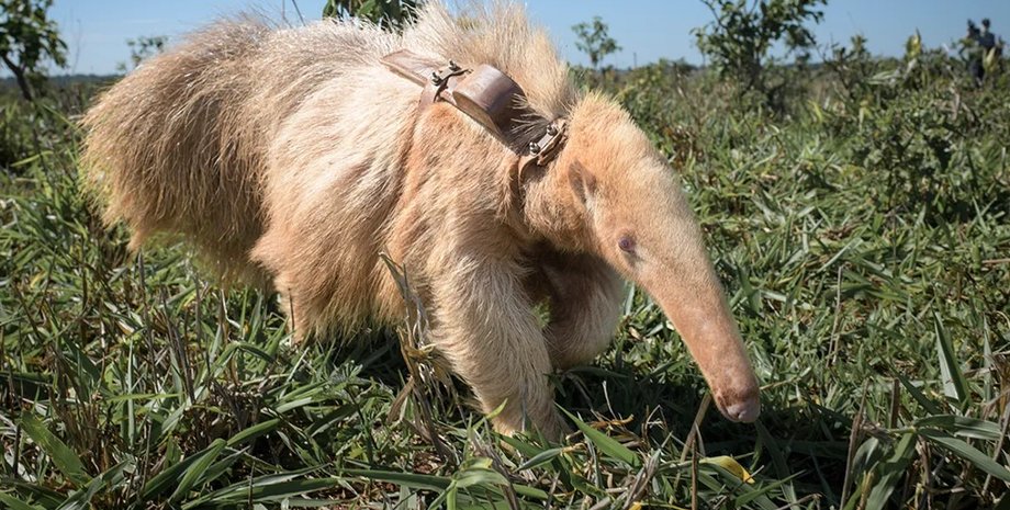 мурахоїд, мурахоїд альбінос