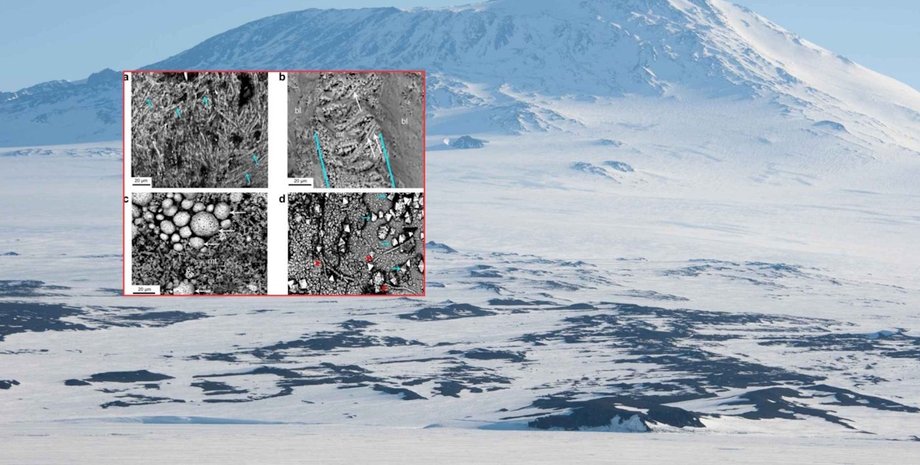 яйцо в антарктиде антарктида яйцо
