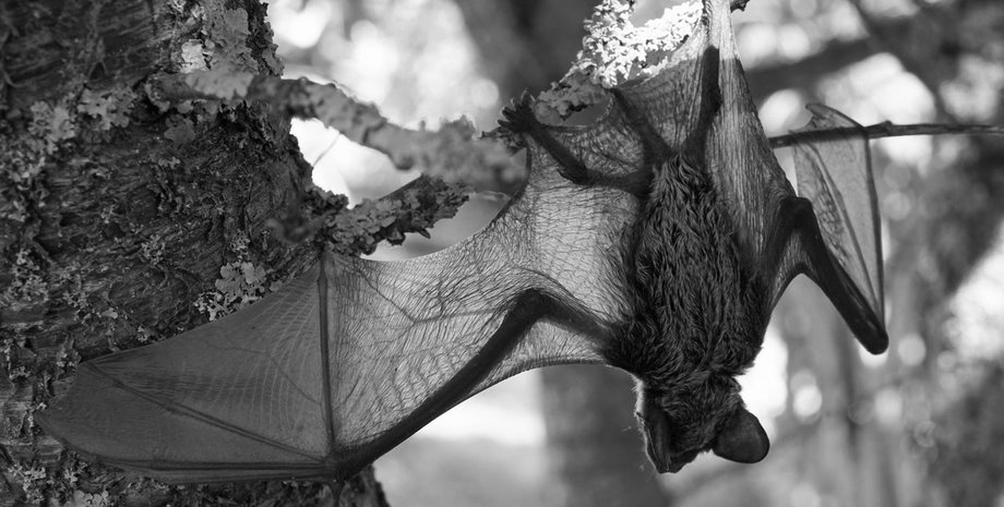 биолаборатория, военно-биологические программы, военные лаборатории в украине, американские биолаборатории в украине, биологическое оружие, бактериолог