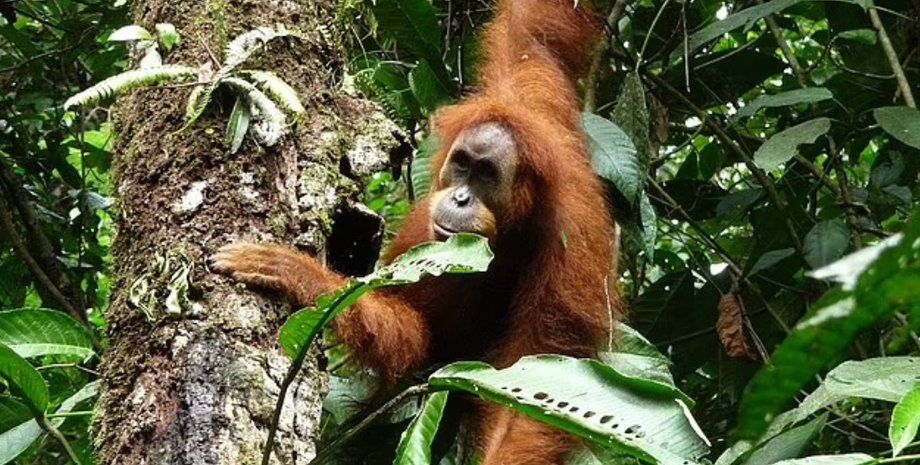 Орангутанг