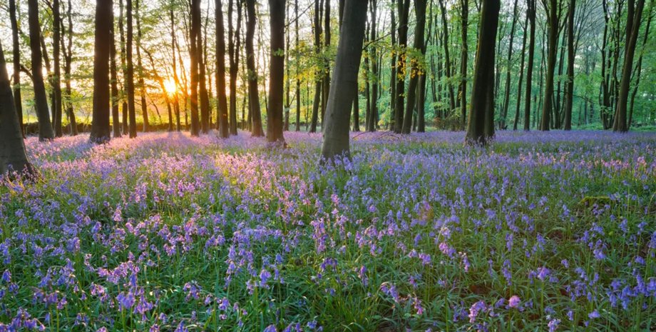 роща, роща в великобритании