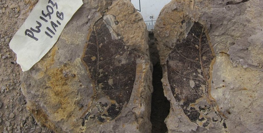 окаменелости, листья, фото