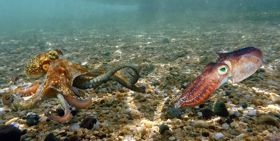 осьминог, кальмар