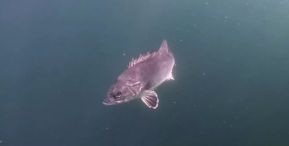 Рідкісна глибоководна риба пливе у водах біля узбережжя Корнуолла, Велика Британія