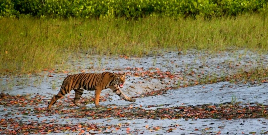 нападение тигра, Женщина спасла ребенка от тигра,