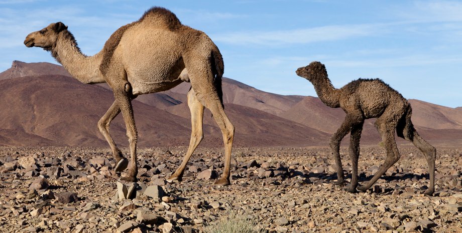 верблюды, пустыня, камушки, фото