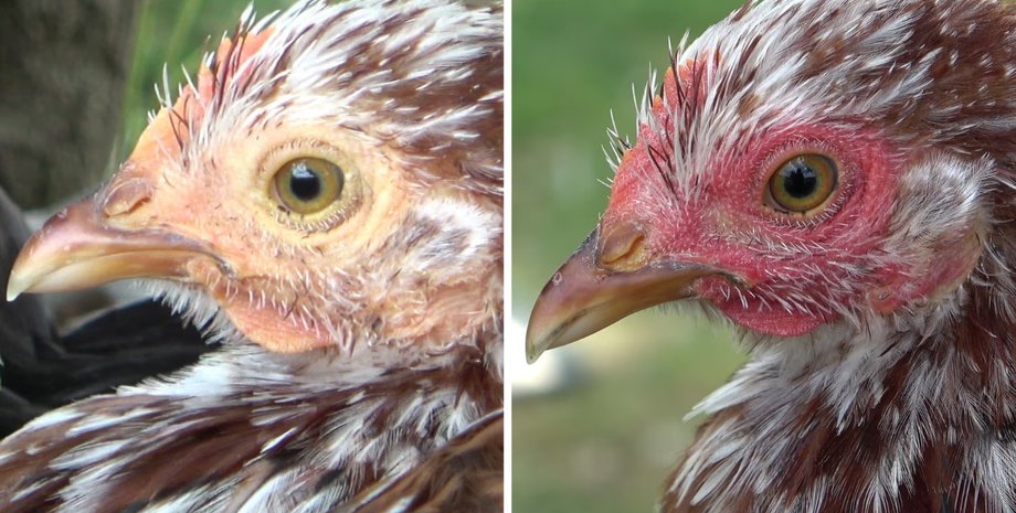 куры, куры краснеют