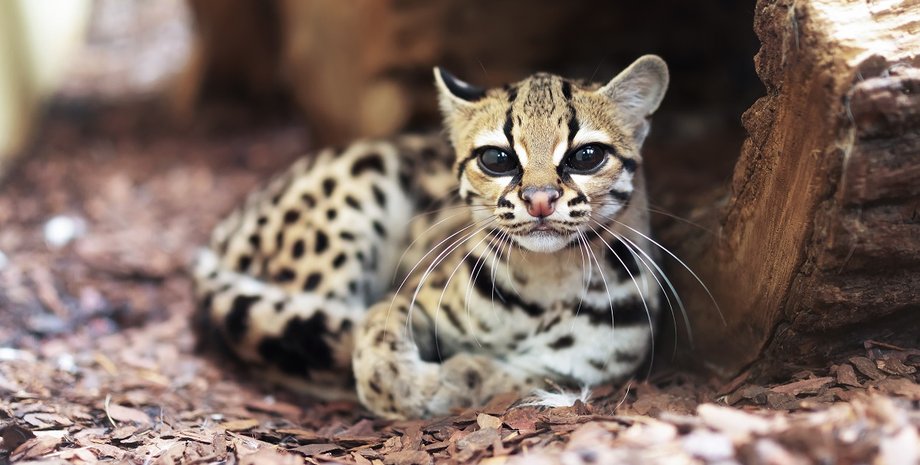 маргай, дикий кіт, дика кішка, дикі маленькі коти, найменший кіт у світі