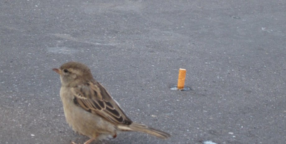 Фото: surtr / Flickr.com