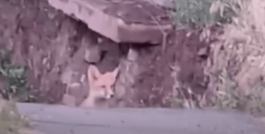 дикие звери захватили кривой рог