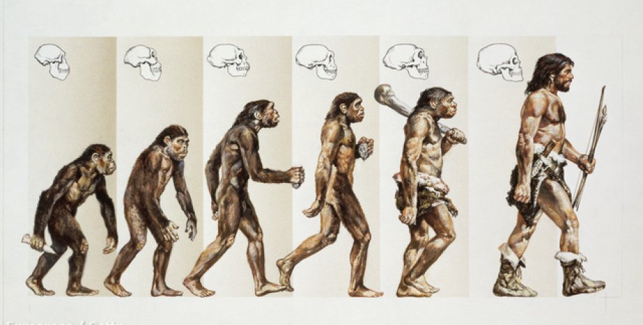 Теория Дарвина в картинках