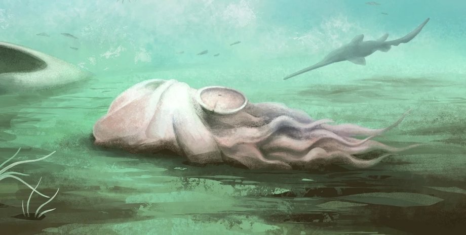 окаменелость наутилус