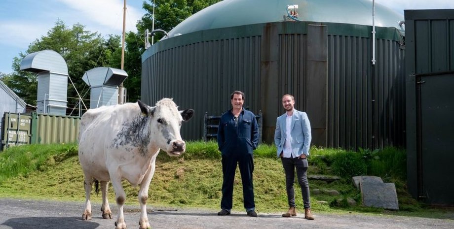 ферма, корова, майнинг, криптовалюта, etherium