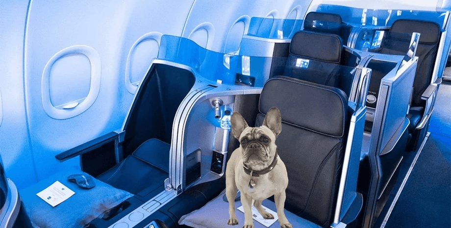 Собака в самолете, салон самолета, полет с собакой, животное эмоциональной поддержки, борт самолета, не пустили на борт,