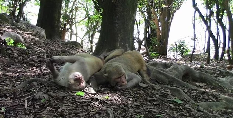 макаки, однополые связи