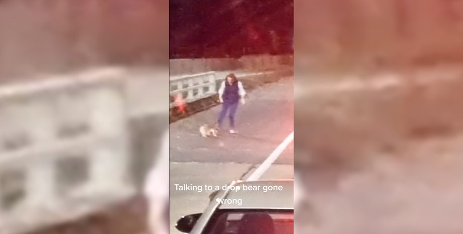 нападение коалы, нападение коалы на человека, опасны ли коалы для людей