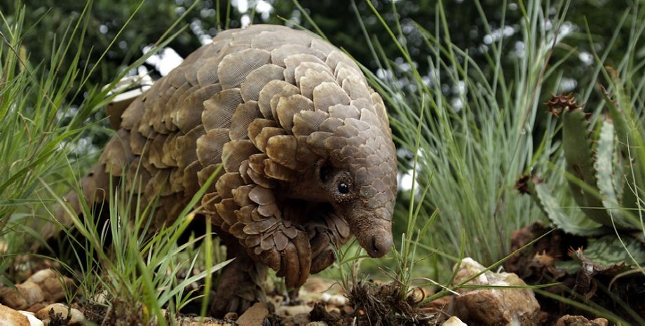 Фото: Сountry Scanner