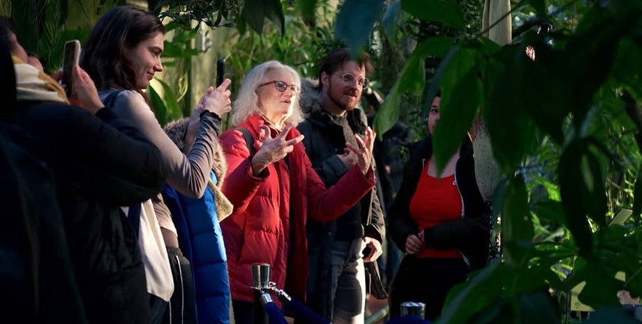 Трупна квітка розцвіла у США, що це означає, особливі рослини, цвітіння, цікаві факти, ботанічний сад