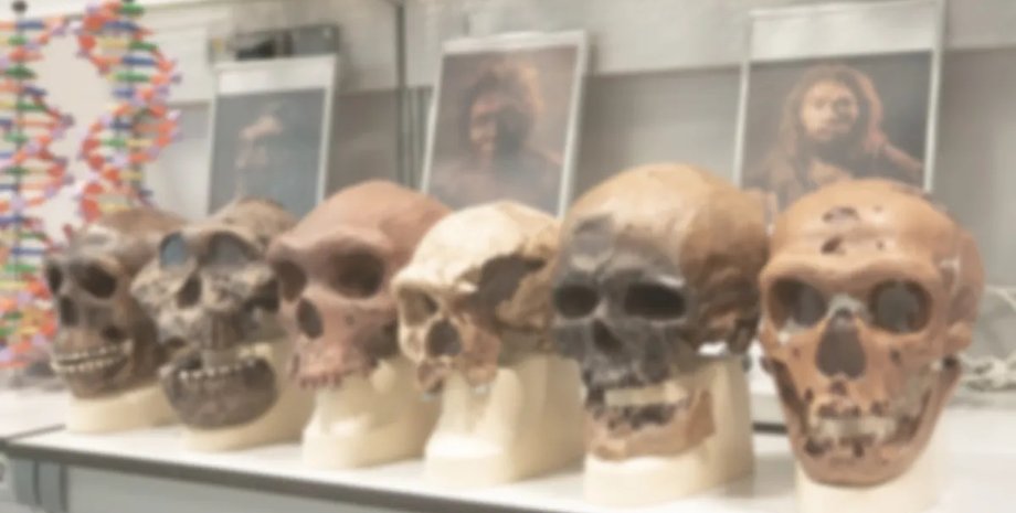 неандертальцы черепа