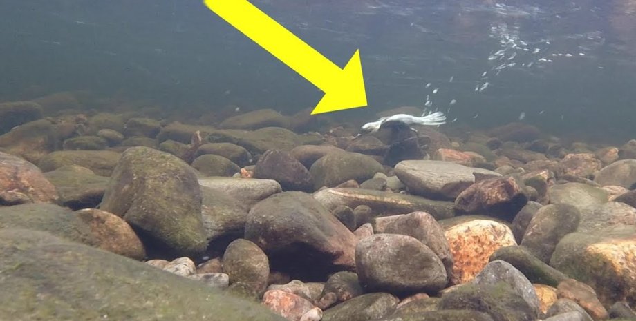 бура оляпка, співочий птах, водоплавний птах