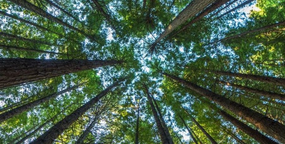 лес, фракталы, фракталы в лесу