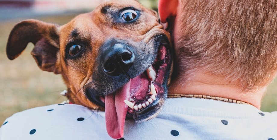 собаки, люди, стресс собаки, собаки стресс