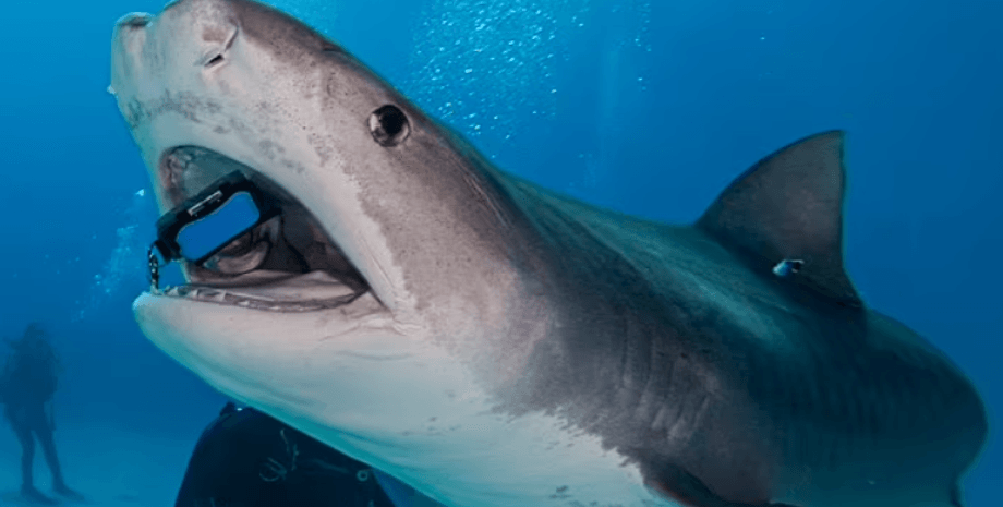 Акула глотает iPhone