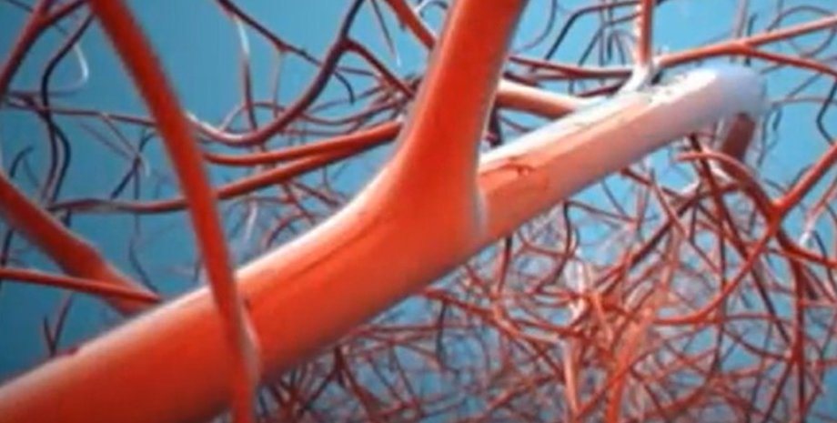 кровеносные сосуды, идентификация